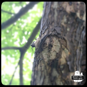 big brown bat climbing tree