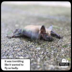 big brown bat on cement floor