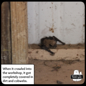 big brown bat in garage workshop