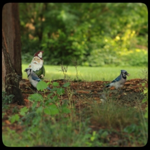 blue jay and gnome