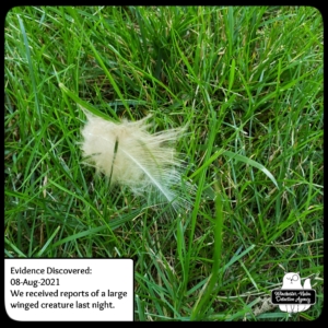 owl feather