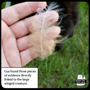hand holding owl feather