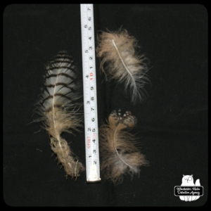 owl feathers