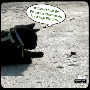Gus with grasshopper