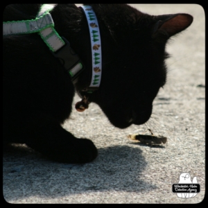 Gus with grasshopper