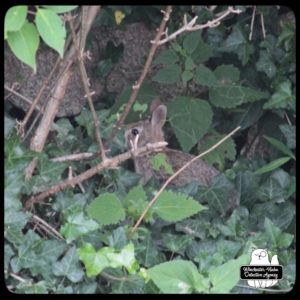 baby bunny rabbit