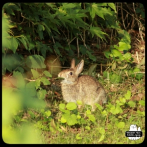 rabbit in Bunny Hollow