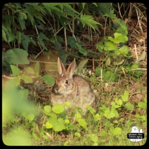 rabbit in Bunny Hollow
