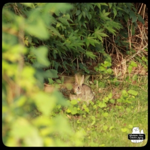 rabbit in Bunny Hollow