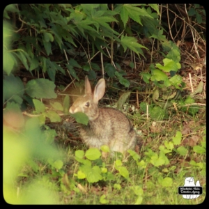 rabbit in Bunny Hollow