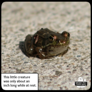 frog closeup