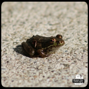 frog closeup