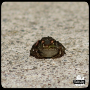 frog closeup