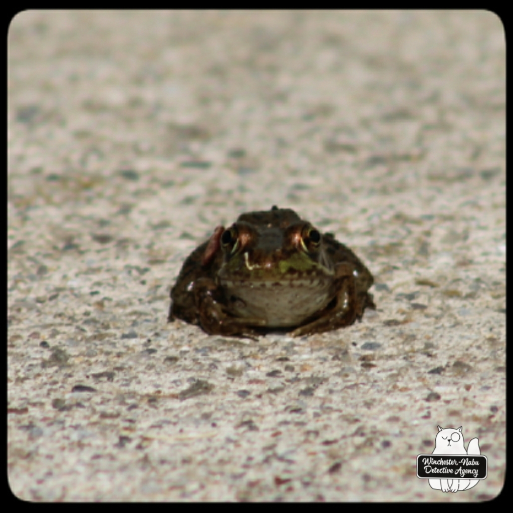 20210801-greenfrog (3)