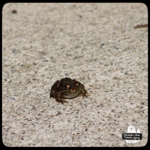 frog closeup