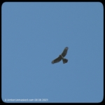 Cooper's hawk flying