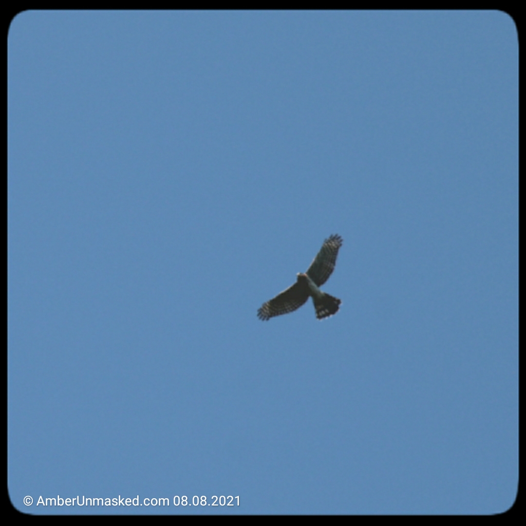 20210808-CoopersHawk (12)