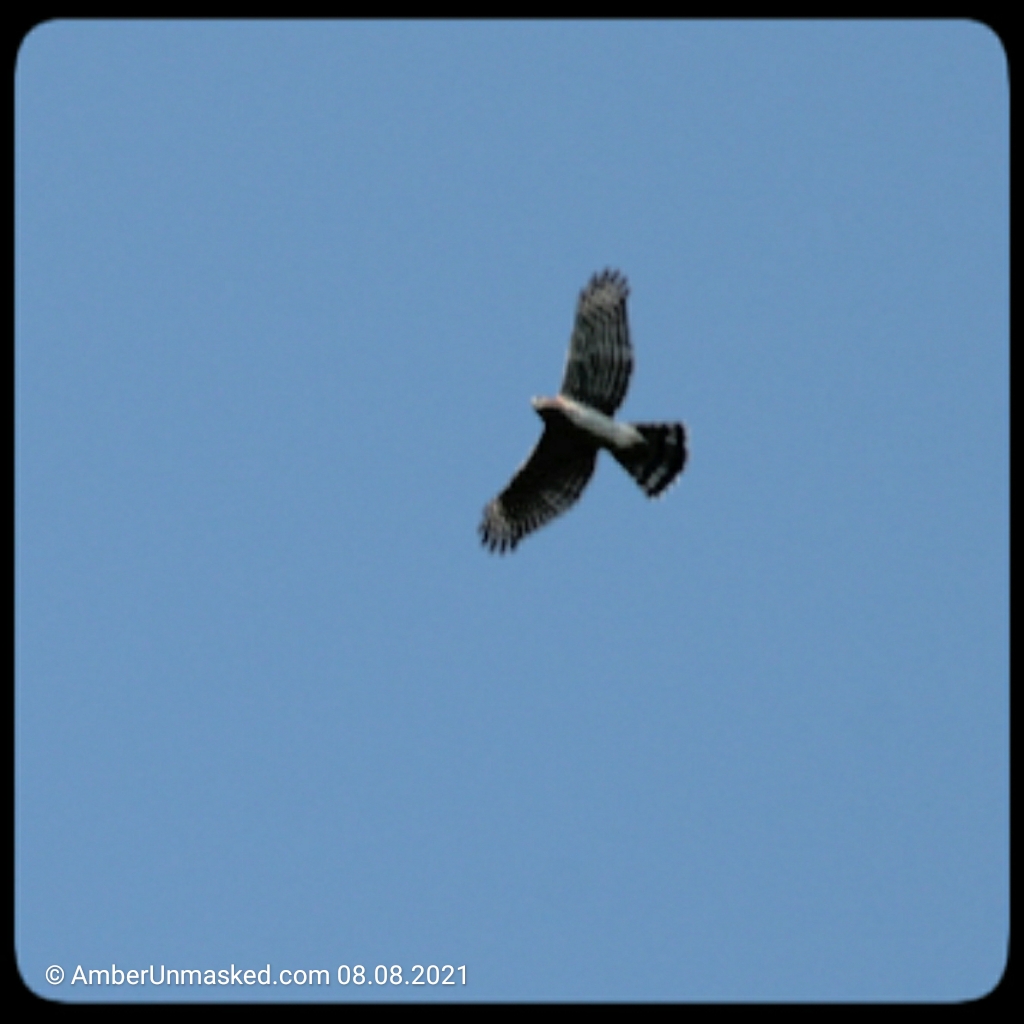 20210808-CoopersHawk (6)