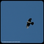 Cooper's hawk flying