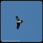Cooper's hawk flying