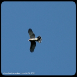 Cooper's hawk flying