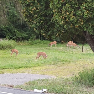 deer family