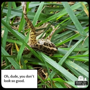 pickerel frog