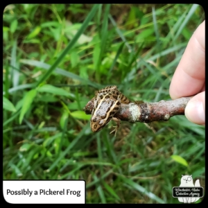 pickerel frog on stick