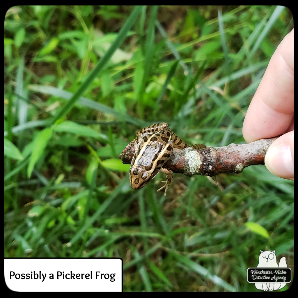 pickerelfrog (3)