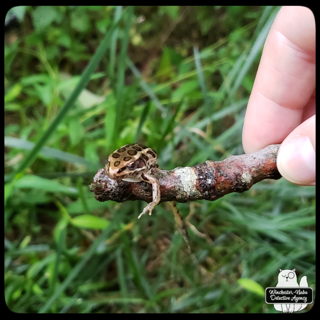 pickerelfrog (4)