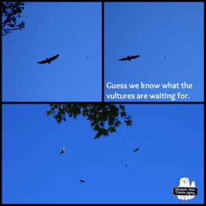 collage of vultures