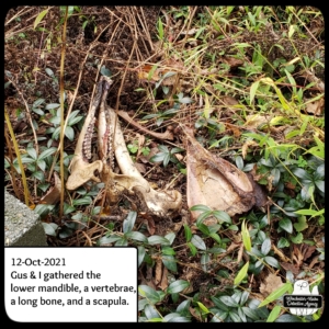 Jersey devil-deer murder case bones