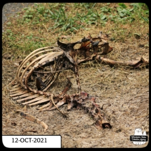 Jersey devil-deer murder case bones