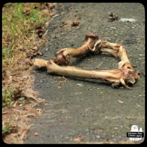 Jersey devil-deer murder case bones