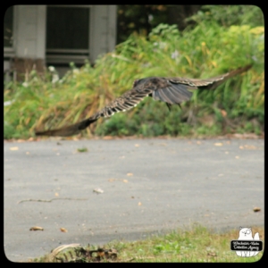 Jersey devil-deer murder case vulture