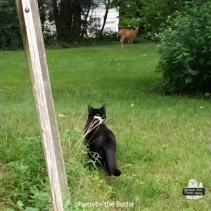 Gus and devil-deer fawn