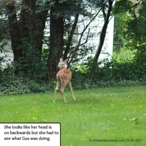 devil-deer fawn