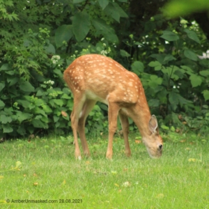 devil-deer fawn