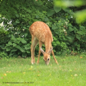 devil-deer fawn