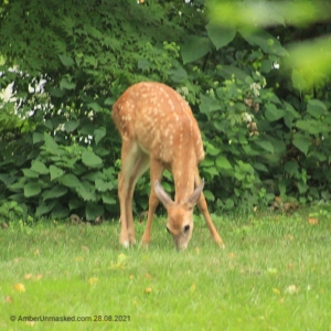 devil-deer fawn