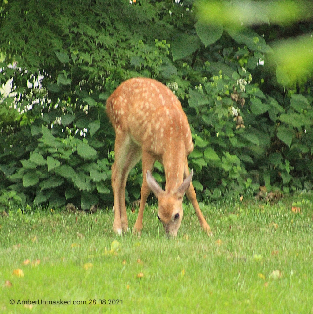 20210828 fawn watching (13)