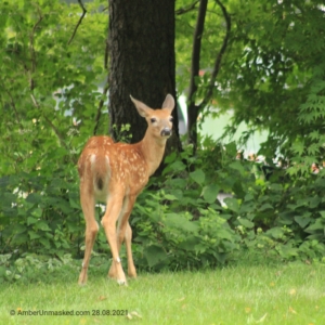 devil-deer fawn