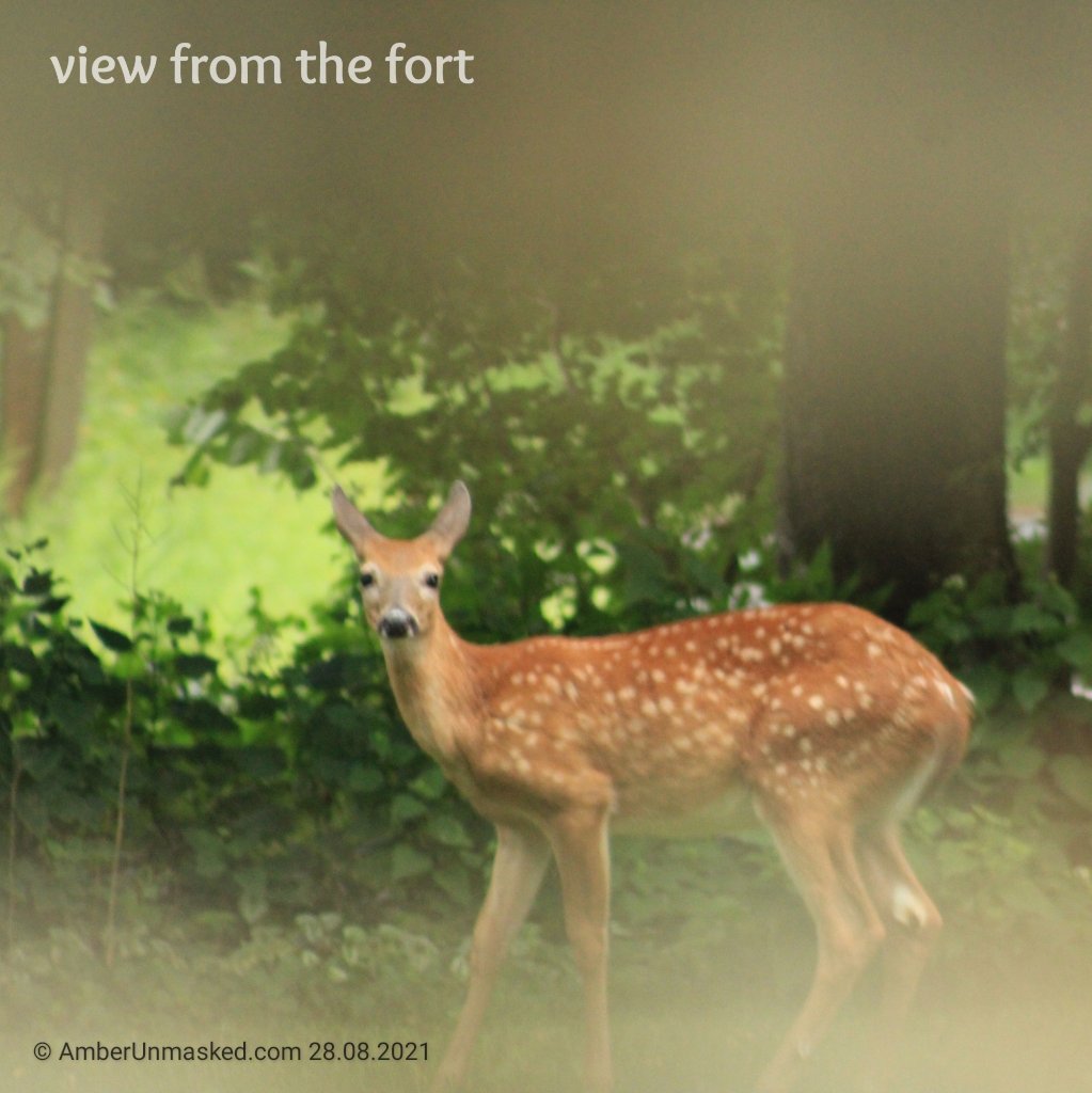 20210828 fawn watching (20)