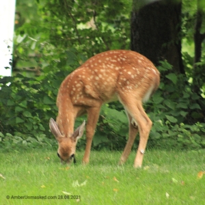 devil-deer fawn