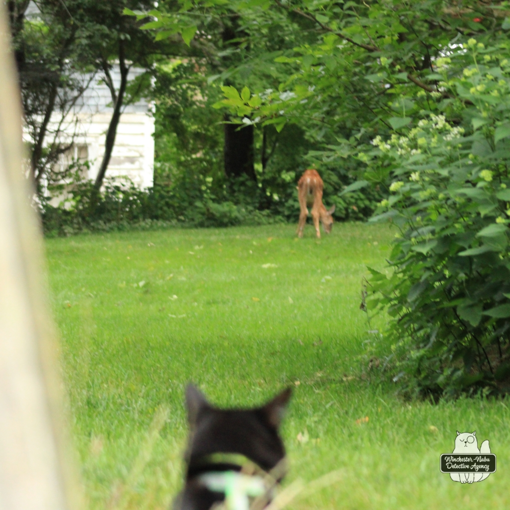 20210828 fawn watching (22)