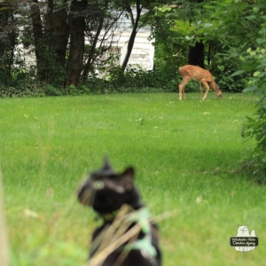 Gus and devil-deer fawn