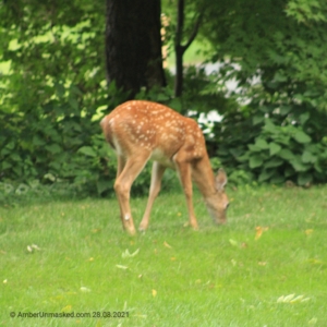 devil-deer fawn