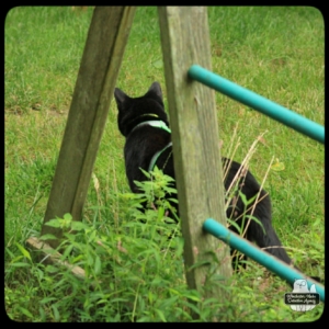 Gus watching devil-deer fawn