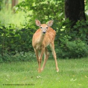 devil-deer fawn