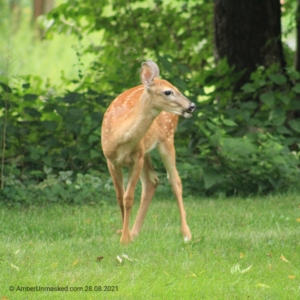 devil-deer fawn